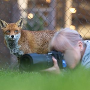 European red fox : British Wildlife Centre : 05 Oct 2018