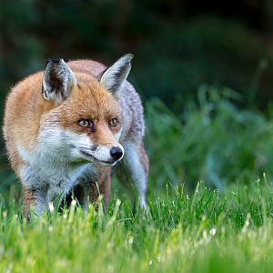 European red fox : British Wildlife Centre : 05 Oct 2018