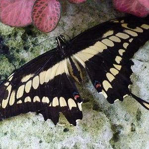 King swallowtail (Papilio thoas) found dead at Butterfly House