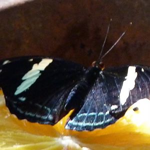 Grecian shoemaker (Catonephele numilia) female