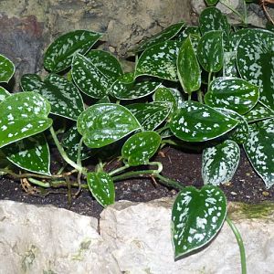 Silver vine (Scindapsus pictus)