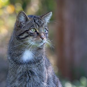 Scottish wildcat : British Wildlife Centre : 05 Oct 2018