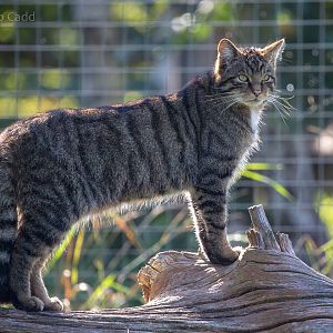 Scottish wildcat : British Wildlife Centre : 05 Oct 2018