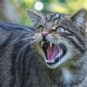 Scottish wildcat : British Wildlife Centre : 05 Oct 2018