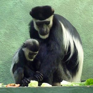 Mantled colobus (Colobus guereza) mother and child