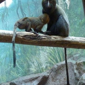 Owl-faced monkey (Cercopithecus hamlyni) mother and son