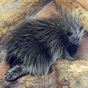 North American porcupine (Erethizon dorsatum)