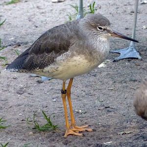 Common redshank (Tringa totanus)