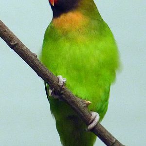 Black-cheeked lovebird (Agapornis nigrigenis)