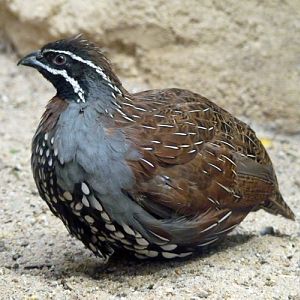 Madagascar partridge (Margaroperdix madagarensis) male