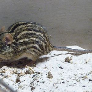 Barbary striped grass mouse (Lemniscomys barbarus)