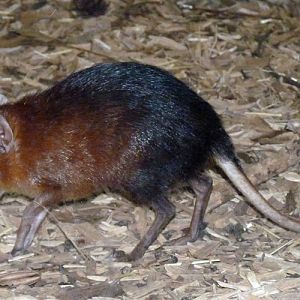 Black-and-rufous elephant shrew (Rhynchocyon petersi)