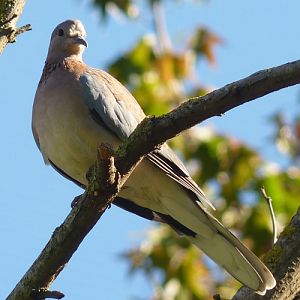 Laughing dove (Streptopelia senegalensis)
