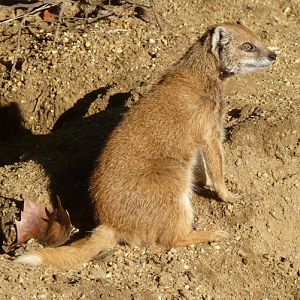 Yellow mongoose (Cynictis penicillata)
