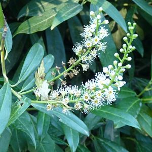 Portuguese laurel cherry (Prunus lusitanica)
