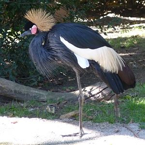 Black crowned crane (Balearica pavonina)