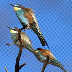 European bee-eater (Merops apiaster)
