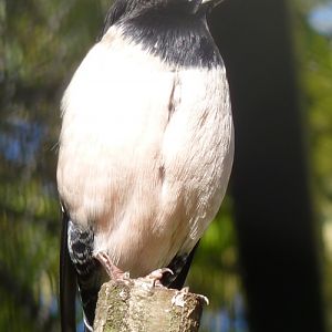 Rosy starling (Sturnus roseus)