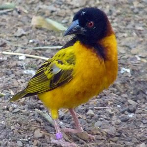 Village weaver (Ploceus cucullatus)