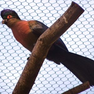 Purple-crested turaco (Tauraco porphyreolophus)