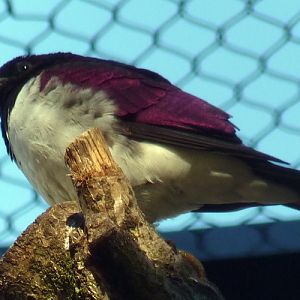 Amethyst starling (Cinnyricinclus leucogaster) male