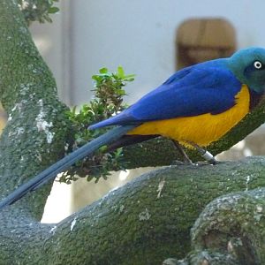 Golden-breasted starling (Lamprotornis regius)
