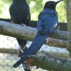 Green woodhoopoe (Phoeniculus purpureus) youngs