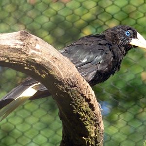 Crested oropendola (Psarocolius decumanus)