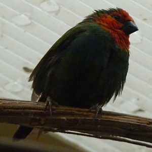 Red-throated Parrotfinch (Erythrura psittacea)