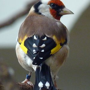 European goldfinch (Carduelis carduelis)