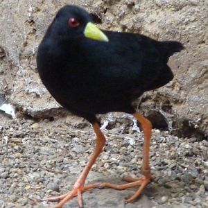 Black crake (Amaurornis flavirostris)