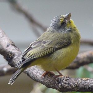 Yellow-fronted canary (Serinus mozambicus)