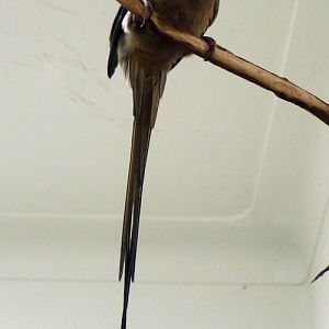 Blue-naped mousebird (Colius macrourus)