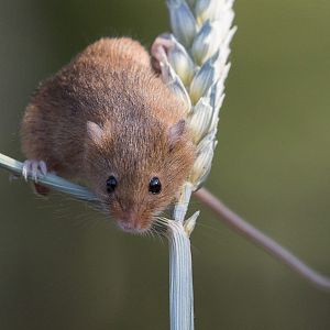 Eurasian harvest mouse : British Wildlife Centre : 05 Oct 2018