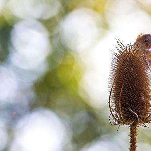 Eurasian harvest mouse : British Wildlife Centre : 05 Oct 2018