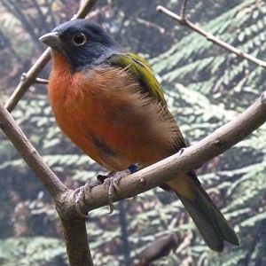 Painted bunting (Passerina ciris)