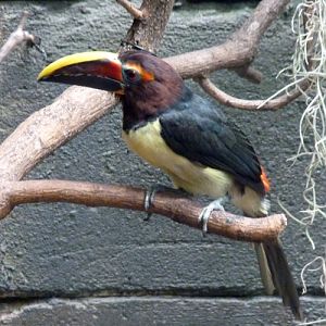 Green aracari (Pteroglossus viridis)