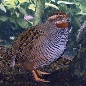 Jungle bush quail (Perdicula asiatica)