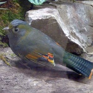 Grey-cheeked liocichla (Liocichla omeiensis)