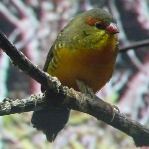Zebra waxbill (Amandava subflava)