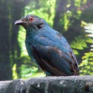 Asian fairy bluebird (Irena puella) female