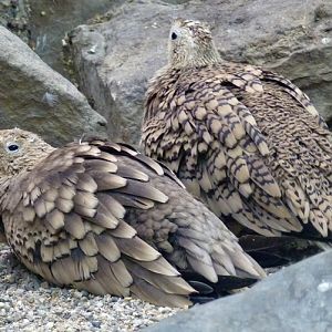 Arabian chestnut-bellied sandgrouse (Pterocles exustus ssp. erlangeri) pair