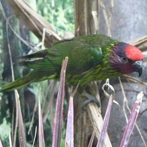 Goldie's lorikeet (Trichoglossus goldiei)