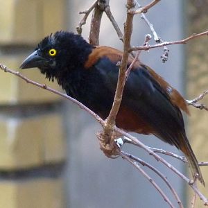 Chestnu-and-black Vieillot's black weaver (Ploceus nigerrimus ssp. castaneofuscus)