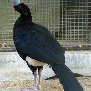 Northern helmeted curassow (Pauxi pauxi)