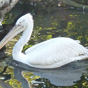 Dalmatian pelican (Pelecanus crispus)
