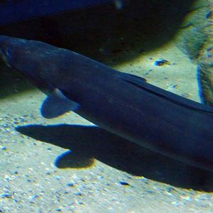 European conger (Conger conger)