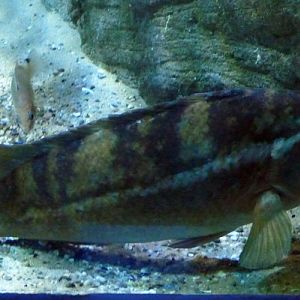 Ballan wrasse (Labrus bergylta)