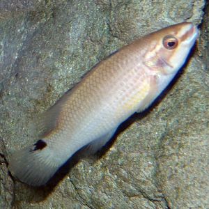 Goldsinny wrasse (Ctenolabrus rupestris)