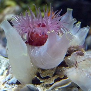 Sea vase squirts (Ciona intestinalis) and a sea tomato (Actinia equina)